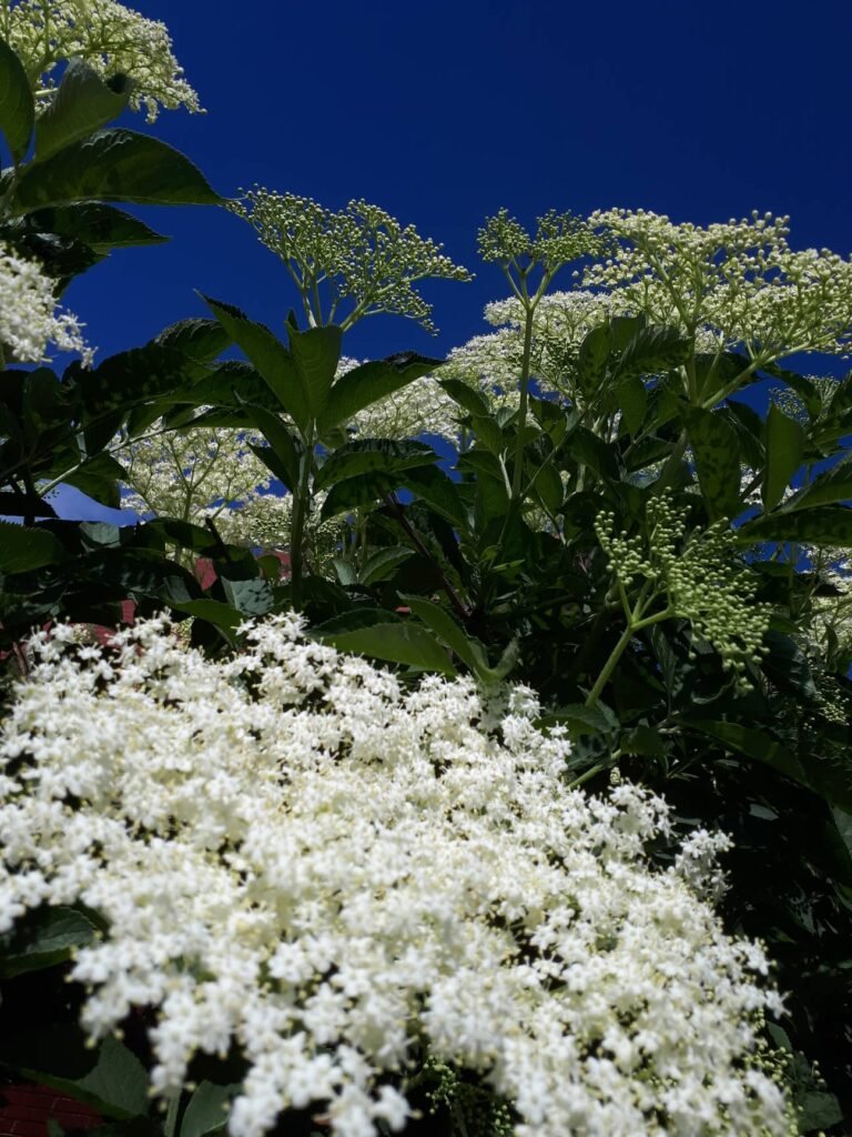 Summer Blossoms: The Elegance of German Black Elder Flowers