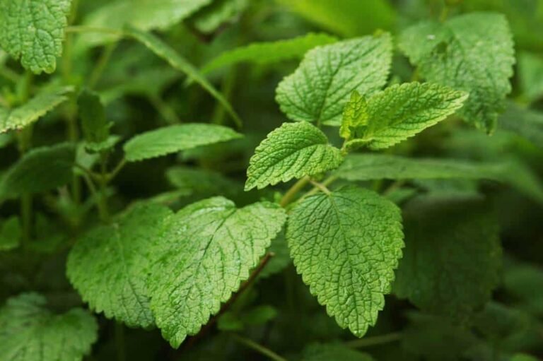 Japanese Medicinal Plant Oil: Benefits, Composition and Uses