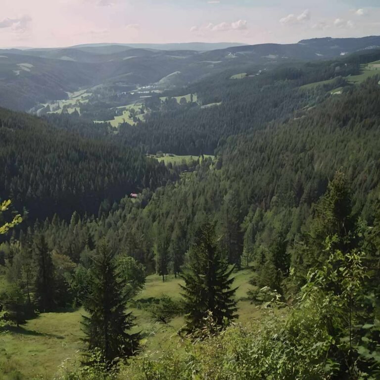 The Black Forest: A Natural Wonder