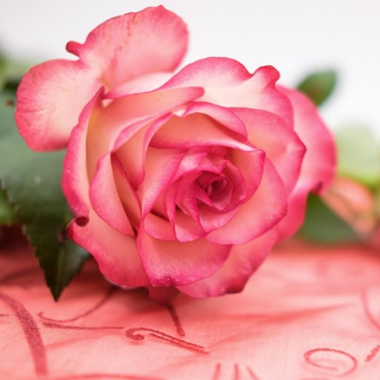 Valentine’s Day in Germany: Celebrating Love and Tradition