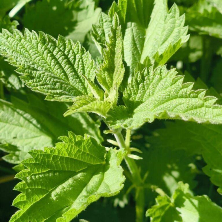 German Nettle Uses: Recipes, History & Gardening Tips